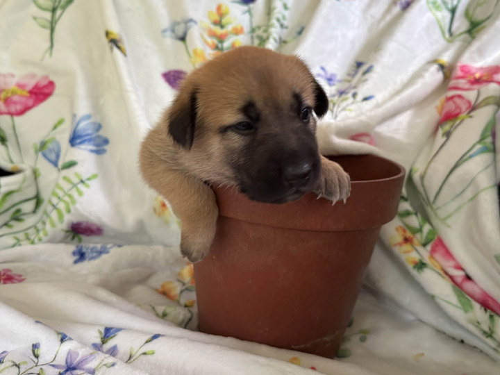 chinook puppy